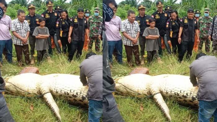 Jasad anak kecil di Kutai Timur ditemukan di dalam perut buaya.