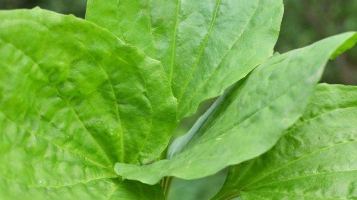 Daun Sendok