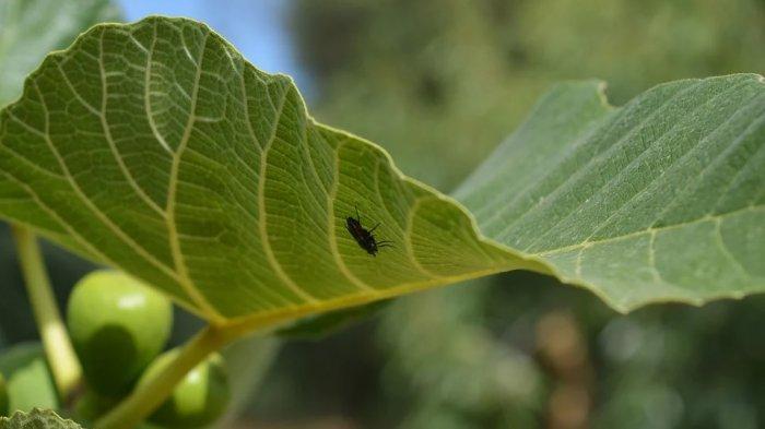 Ficus carican