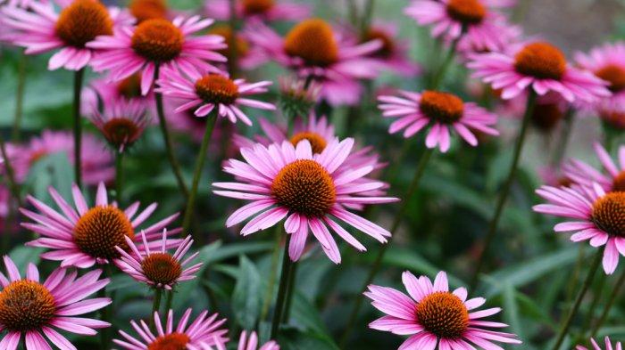 Echinacea