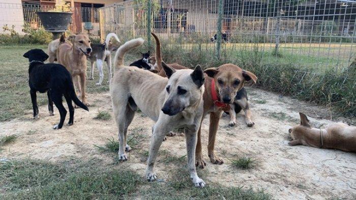 Sejumlah anjing yang gagal diselundupkan dari Garut ke Solo, Kamis (6/5/2021) lalu saat ini sudah berada di shelter RRDC di Gamping, Sleman.