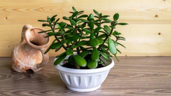 Tanaman Hias Jade Plant