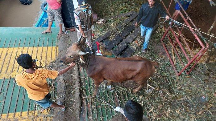 Pegawai Balai Karantina Pertanian Kelas II Tarakan, Wilayah Kerja (BKP Wilker) Nunukan, melakukan disenfeksi kepada puluhan hewan ternak sapi yang baru tiba dari Sulawesi Selatan, di Pelabuhan Tunon Taka Nunukan, Senin (30/05), siang.
