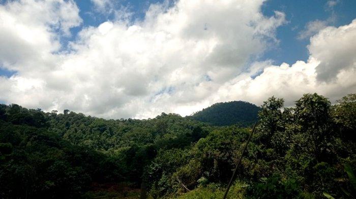 Hutan Desa mengandung sejumlah hasil hutan yang melimpah di Kabupaten Malinau, Provinsi Kalimantan Utara, Kamis (28/7/2022).