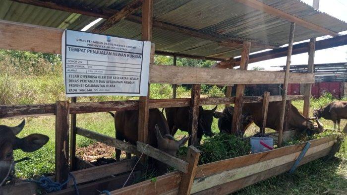Tempat penjualan dan peternakan sapi di Kecamatan Malinau Kota, Kabupaten Malinau, Provinsi Kalimantan Utara.