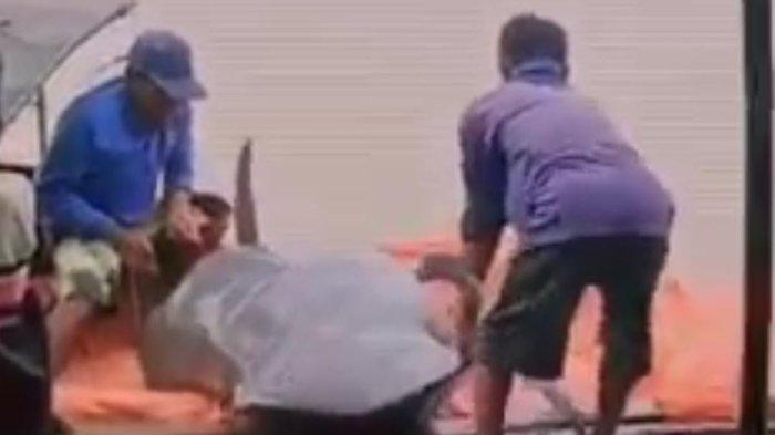 Tangkapan layar warga evakuasi pesut mati di perairan Sungai Mahakam, Kutai Kartanegara. (HO/Warga)