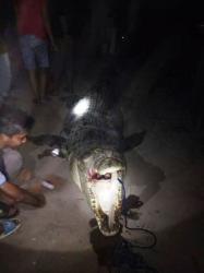 Buaya Raksasa Pemangsa di Sungai Mentaya Masih Berkeliaran, BKSDA Mengaku Kesulitan