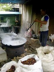 Harga Jengkol Rp 500 Per Biji