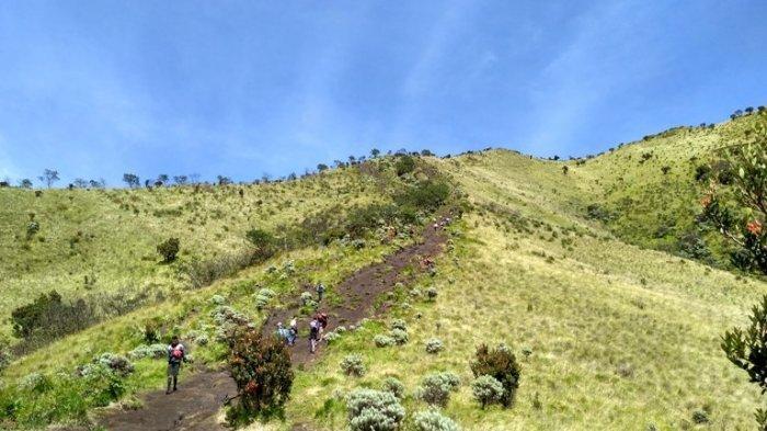Kawasan Sabana Gunung Merbabu.