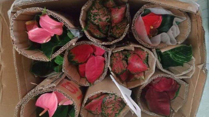 Karantina Pertanian Tarakan wilayah kerja Sebatik kembali melakukan sertifikasi terhadap 28 bibit tanaman hias yang terdiri dari Calathea dan Aglaonema, Senin (8/2/21)