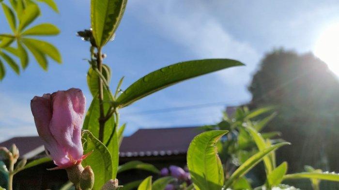 Cuaca cerah di kawasan Gala Puncak, Kelurahan Graha Indah, Kecamatan Balikpapan Utara, Kota Balikpapan, Provinsi Kalimantan Timur pada Rabu (3/8/2022) pagi. Untuk cuaca besok hari, ada tiga daerah Balikpapan yang bakal berawan tebal. TRIBUNKALTIM.CO/BUDI SUSILO