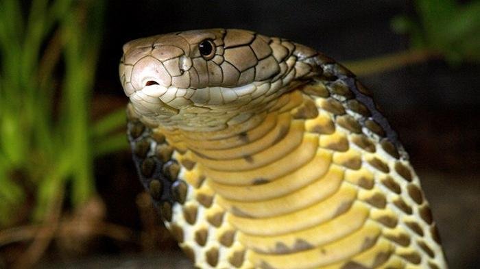 Ular King Cobra