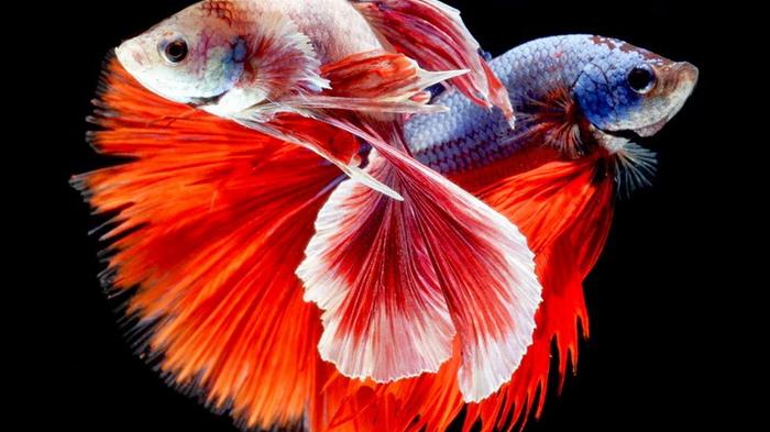 Ilustrasi - Ikan cupang