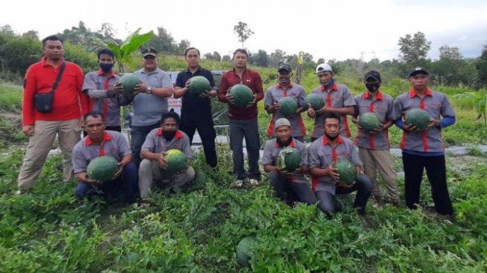 Panen Raya program perkebunan semangka Lapas Klas IIA Bontang, Jumat (27/11/2020). Kalapas Bontang, Ronny Widiyatmoko beserta jajarannya tampak girang lantaran warga binaannya sukses mengelola perkebunan seluas 1,5 hektare tersebut. TRIBUNKALTIM.CO, MUHAMMAD FACHRI RAMADHANI
