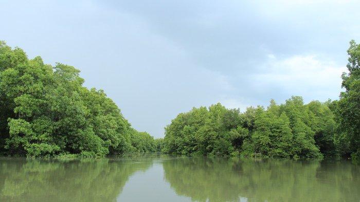 ILUSTRASI Mangrove Center Graha Indah, Kariangau, Balikpapan.