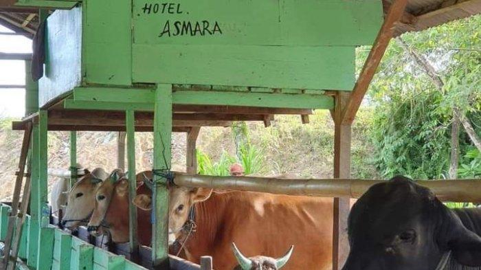 Pejabat Karantina Pertanian Tarakan wilayah kerja Berau melakukan pemeriksaan terhadap sembilan ekor sapi potong yang diangkut KLM. Baliem Jaya dari Kabupaten Donggala.