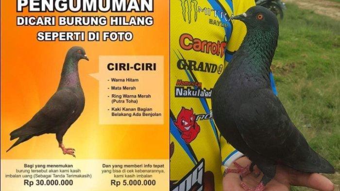 Sayembara Berhadiah Rp 30 Juta Demi Cari Seekor Burung Merpati Ini Viral, Ini Alasan Sang Pemilik - Halaman all - Tribunkaltim.co