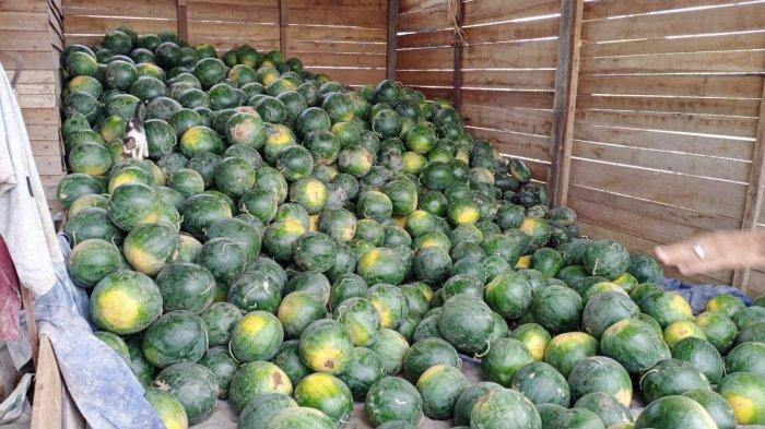 Hasil pertanian semangka di Desa Tepian Baru, Kabupaten Kutai Timur, Provinsi Kalimantan Timur.