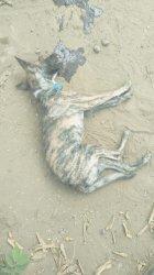 BREAKING NEWS - Pria asal Aimere Kabupaten Ngada Digigit Anjing Rabies, Ini Kejadiannya