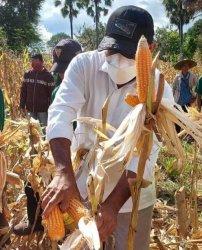 Bupati Flotim, Antonius Gege Hadjon saat melakukan panen raya jagung di desa Lewoingu, kecamatan Titehena