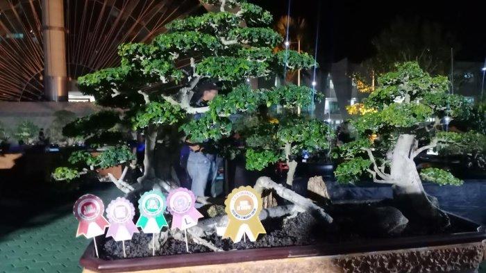 BONSAI - Bonsai milik Alfred Saudila, peserta asal Kabupaten Rote Ndao yang menjadi juara dalam Festival Bonsai NTT 2022 di Halaman Kantor Gubernur NTT, Jumat 16 September 2022 malam