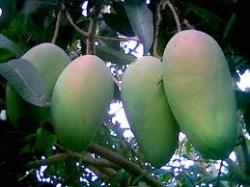 Buah Mangga Terbukti Cegah Diabetes