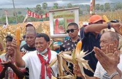 Petani di Kamanasa Malaka Undang Simon Nahak Panen Jagung