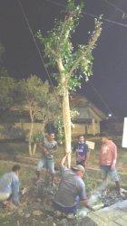 Pemerintah Kota Kupang Terus Lakukan Gebrakan Gerakan Menanam Pohon