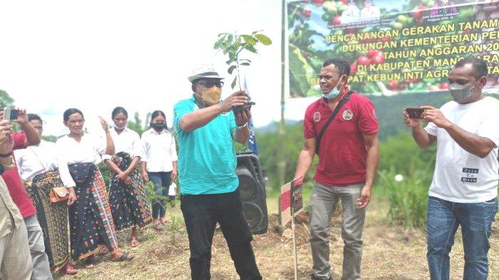 Pencanangan Gerakan Tanam Kopi Arabika Di Manggarai Timur.