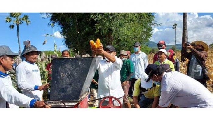 Bupati Flotim, Antonius Gege Hadjon saat melakukan panen raya jagung di desa Lewoingu, kecamatan Titehena