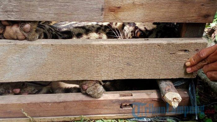 Seekor macan tutul ditemukan warga Pekon Tembelang, BNS, Lampung Barat saat melakukan kegiatan gotong royong, Jumat (22/1/2021).