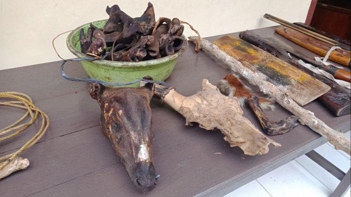Petugas mengamankan barang bukti dari kediaman pemburu kancil dan kijang, Selasa (20/4/2021).