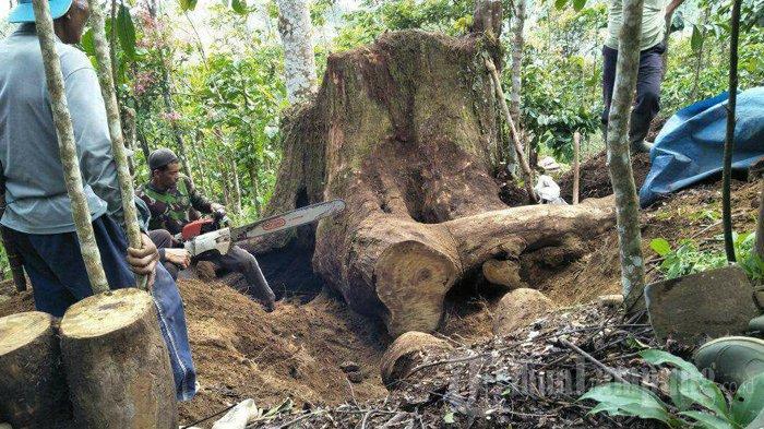Proses pengambilan bahan baku untuk membuat meja dari kayu selasih. Winda merupakan seorang pembuat meja dari kayu selasih yang berumur puluhan tahun, harapkan bantuan alat dari pemerintah.