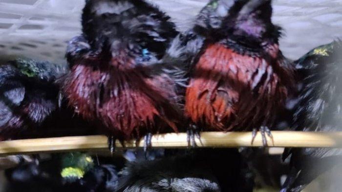 Karantina Pertanian Lampung juga menyita burung puyuh tarun-tarun sebanyak 20 ekor dan burung madu 30 ekor di Pelabuhan Penyeberangan Bakauheni, Senin (26/4/2021) malam.