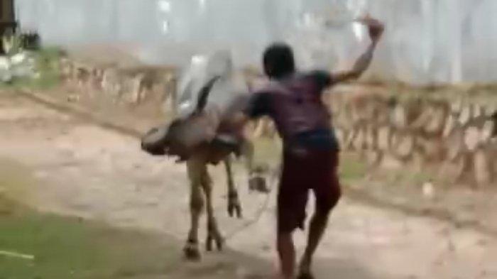 Seekor sapi kurban kabur saat hendak disembelih di Masjid Al-Fatih, Perumahan Ragom Gawi I, Bukit Kemiling Permai, Bandar Lampung, Selasa (20/7/2021) sekitar pukul 10.30 WIB.