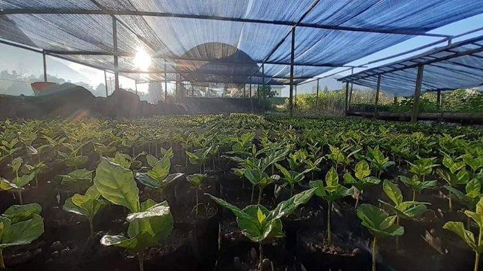 BIBIT KOPI: Bibit kopi yang dibagikan masyarakat Adat Sembahulun kepada para petani kopi di Sembalun, Lombok Timur.