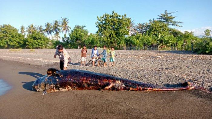 HIU PAUS: Bangkai ikan Hiu Paus yang terdampar di Pantai Dusun Teluk, Desa Sukadana, Kabupaten Lombok Utara jadi tontonan warga, Kamis (3/5/2021) sore. (Dok. Polres Lombok Utara)