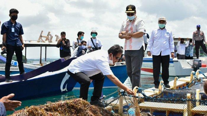 LOBSTER: Gubernur Provinsi NTB Zulkieflimansyah dan Menteri KKP Sakti Wahyu Trenggono pusat budi daya lobster di Lombok, Rabu (24/3/2021).