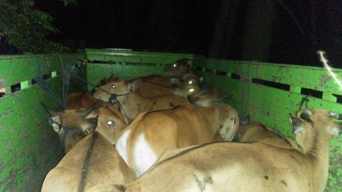 SAPI ILEGAL: Sapi-sapi ilegal yang diselundupkan dari Flores ke Bima, NTB, Senin (15/2/2021).