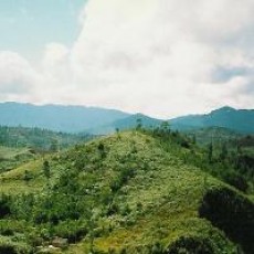 Angker, Hutan Ganda Dewata Sulbar Bakal Jadi Taman Nasional