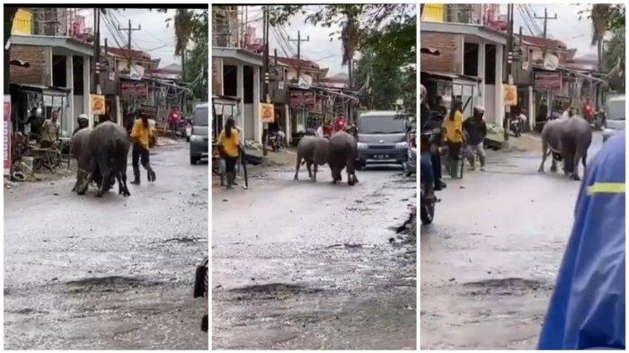 Assilaga Tedong di Manggarupi, Kabupaten Gowa, Sulsel, Kamis (28/1/2021).