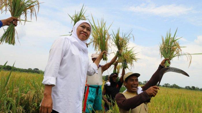 Gubernur Jawa Timur, Khofifah Indar Parawansa saat panen raya.