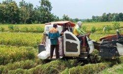Harga Gabah di Barru Kembali Anjlok, Kini Jadi Rp 4.100 Per Kilogram