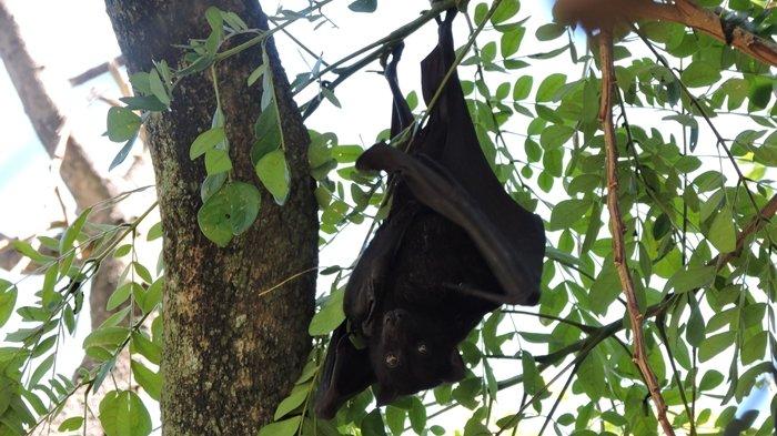 Kelelawar hitam (Pteropus alecto) yang banyak mendiami beberapa daerah di Sulawesi. (Sumber: