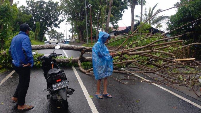 Pohon Tumbang di Kota Bitung, Sulawesi Utara, Senin (18/7/2022).