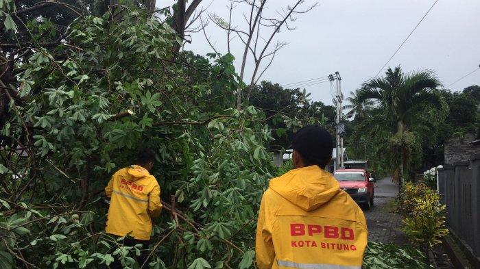 Pohon Tumbang di Kota Bitung, Sulawesi Utara, Senin (18/7/2022).