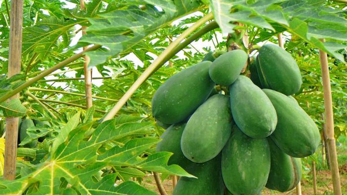 Buah Pepaya