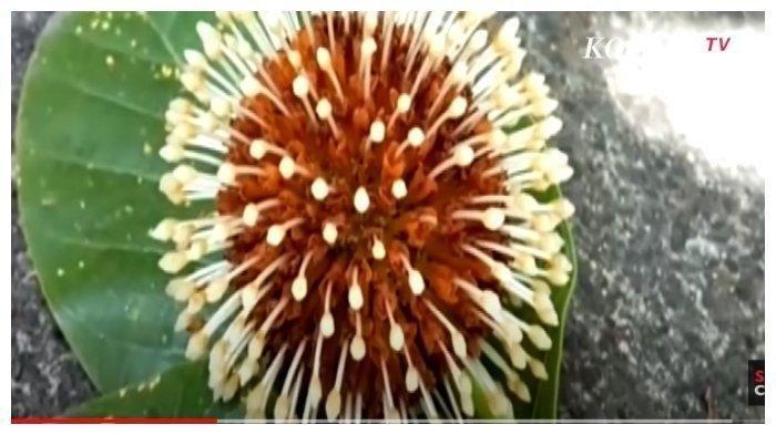 Bunga Mirip Virus Corona Tumbuh di Bali