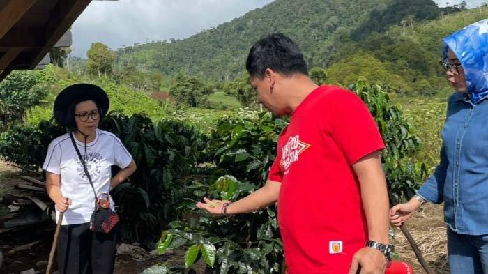 Bupati Bolmong Yasti Mokoagow saat memanen kopi di kebun.