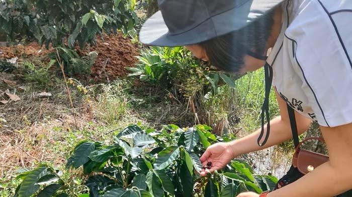 Bupati Bolmong Yasti Mokoagow saat memanen kopi di kebun.